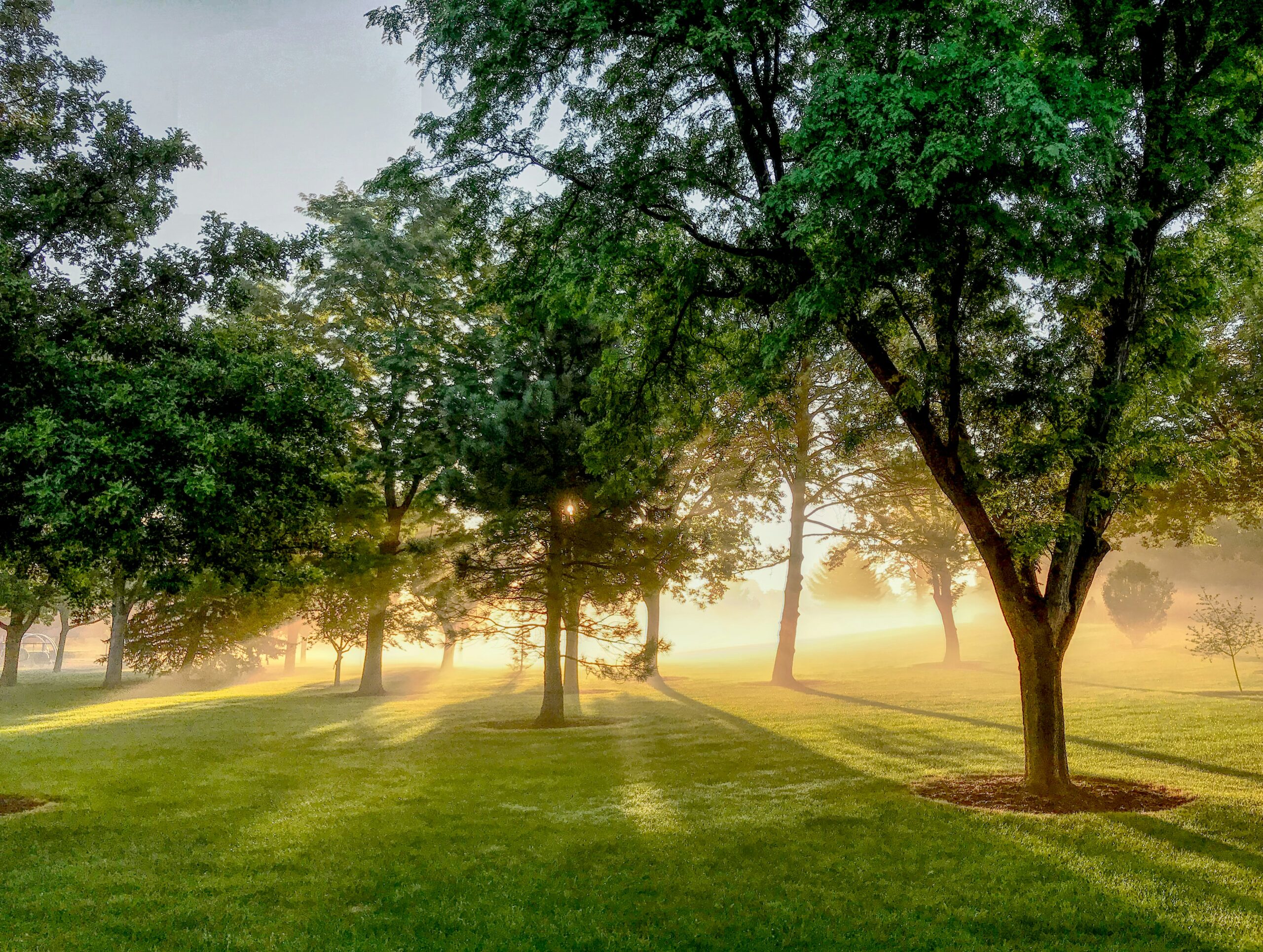 Page-site-web-decarbonation-1024x772-1 forêt au couché du soleil